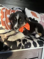 Bruno, a male Australian Shepherd for sale in Indianapolis, IN – 4 of 4