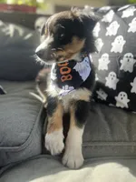 Titan, a male Australian Shepherd for sale in Indianapolis, IN – 2 of 6