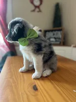 Rucker-(BLUE-MERLE), a male Australian Shepherd for sale in Indianapolis, IN – 2 of 7