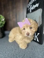 Bella, a female Poodle - Toy  for sale in Indianapolis, IN – Photo 4 of 7