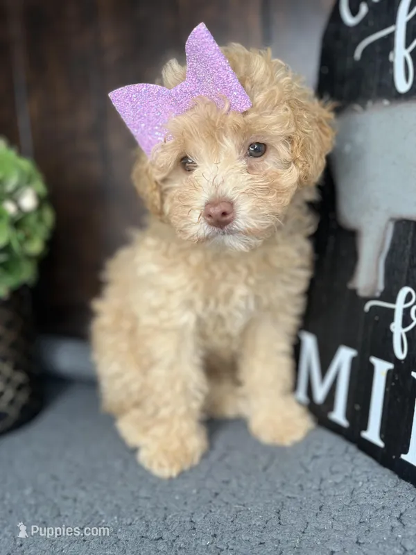 Bella – Poodle - Toy  puppy for sale in Indianapolis, IN