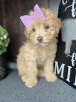 Bella, a female Poodle - Toy  for sale in Indianapolis, IN – Photo 1 of 7