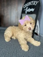 Bella, a female Poodle - Toy  for sale in Indianapolis, IN – Photo 3 of 7