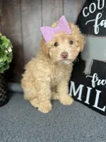 Bella, a female Poodle - Toy  for sale in Indianapolis, IN – Photo 2 of 7
