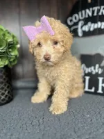 Bella, a female Poodle - Toy  for sale in Indianapolis, IN – Photo 5 of 7