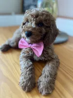 Charlie, a male Poodle - Miniature  for sale in Indianapolis, IN – 5 of 7