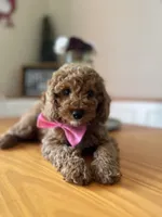 Charlie, a male Poodle - Miniature  for sale in Indianapolis, IN – 1 of 7