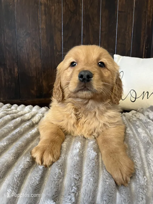 Charlie  – Golden Retriever puppy for sale in Indianapolis, IN