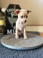 Lucy , a female Chihuahua for sale in Indianapolis, IN – 2 of 5