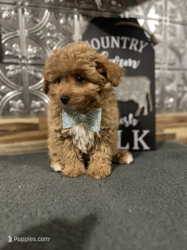 Teddy – Pomapoo puppy for sale in Indianapolis, IN