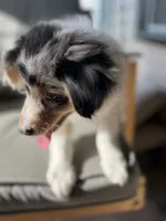 Maddie ((Blue-Merle)), a female Australian Shepherd for sale in Indianapolis, IN – 9 of 9