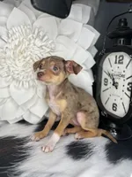 Sophie, a female Chihuahua for sale in Indianapolis, IN – 5 of 5