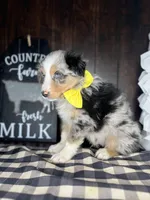 Mac, a male Australian Shepherd for sale in Indianapolis, IN – 2 of 4