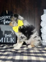 Mac, a male Australian Shepherd for sale in Indianapolis, IN – 3 of 4