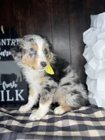 Mac, a male Australian Shepherd for sale in Indianapolis, IN – 4 of 4