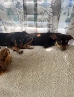 Remi, a male Chihuahua for sale in Indianapolis, IN – 5 of 5