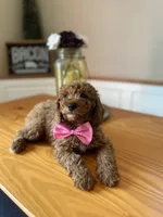 Charlie, a male Poodle - Miniature  for sale in Indianapolis, IN – 3 of 7