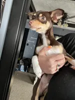 Remi, a male Chihuahua for sale in Indianapolis, IN – 3 of 5