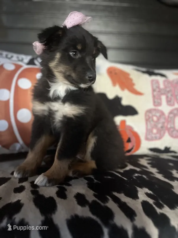 Chloe – Australian Shepherd puppy for sale in Indianapolis, IN