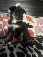 Chloe, a female Australian Shepherd for sale in Indianapolis, IN – 1 of 7