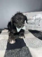 Bailey, a male Chipoo for sale in Indianapolis, IN – Photo 1 of 2