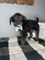 Bailey, a male Chipoo for sale in Indianapolis, IN – Photo 2 of 2