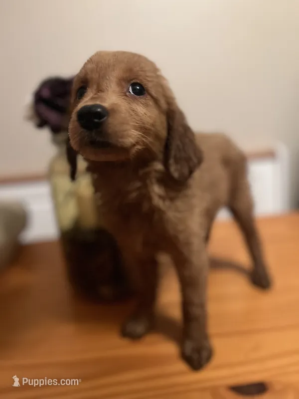 Tucker – Golden Retriever puppy for sale in Indianapolis, IN