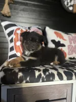 Chloe, a female Australian Shepherd for sale in Indianapolis, IN – 3 of 7