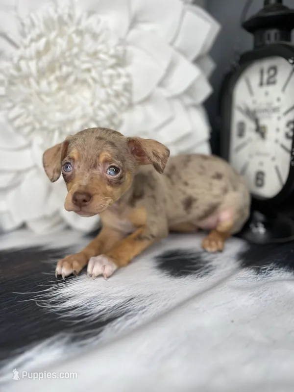 Sophie, a female Chihuahua for sale in Indianapolis, IN – 1 of 5