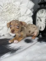 Sophie, a female Chihuahua for sale in Indianapolis, IN – 1 of 5
