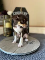 Bruno, a male Chihuahua for sale in Indianapolis, IN – 3 of 3