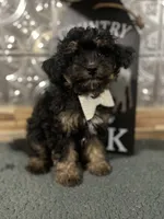 Charlie, a male Pomapoo for sale in Indianapolis, IN – 5 of 6