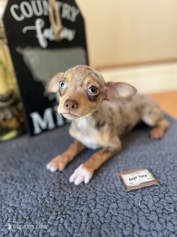 Bella (Merle) – Chihuahua puppy for sale in Indianapolis, IN