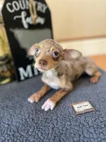 Bella (Merle), a female Chihuahua for sale in Indianapolis, IN – 1 of 3