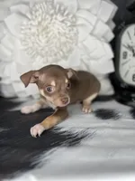 Brownie, a male Chihuahua for sale in Indianapolis, IN – 5 of 5