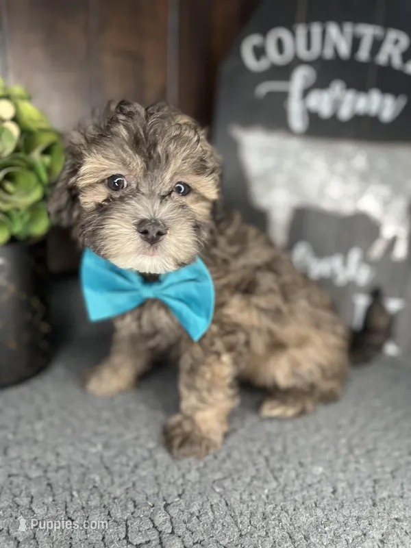 Cooper, a male Shihpoo for sale in Indianapolis, IN – Photo 1 of 5