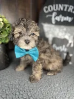 Cooper, a male Shihpoo for sale in Indianapolis, IN – Photo 1 of 5