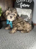 Cooper, a male Shihpoo for sale in Indianapolis, IN – Photo 3 of 5