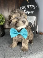 Cooper, a male Shihpoo for sale in Indianapolis, IN – Photo 5 of 5