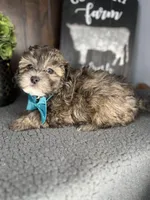 Cooper, a male Shihpoo for sale in Indianapolis, IN – Photo 4 of 5