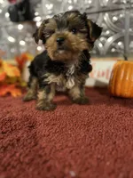 Jack, a male Yorkshire Terrier for sale in Indianapolis, IN – 4 of 4