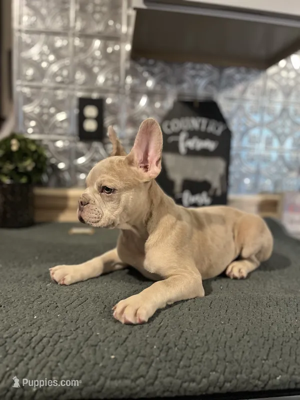 Bailey-((Merle)) – French Bulldog puppy for sale in Indianapolis, IN
