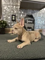 Bailey-((Merle)), a male French Bulldog for sale in Indianapolis, IN – 1 of 5