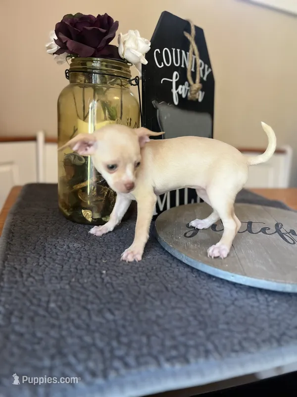 Lucy  – Chihuahua puppy for sale in Indianapolis, IN