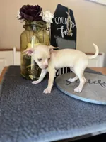 Lucy , a female Chihuahua for sale in Indianapolis, IN – 1 of 5