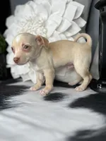 Ace, a male Chihuahua for sale in Indianapolis, IN – 3 of 5