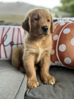 Charlie, a male Golden Retriever for sale in Indianapolis, IN – 5 of 5