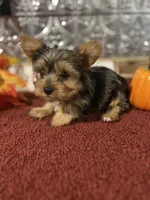 Bella, a female Yorkshire Terrier for sale in Indianapolis, IN – 4 of 7