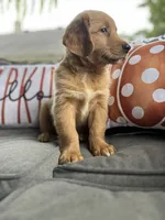 Charlie, a male Golden Retriever for sale in Indianapolis, IN – 4 of 5