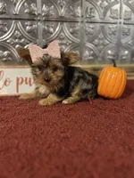 Bella, a female Yorkshire Terrier for sale in Indianapolis, IN – 5 of 7